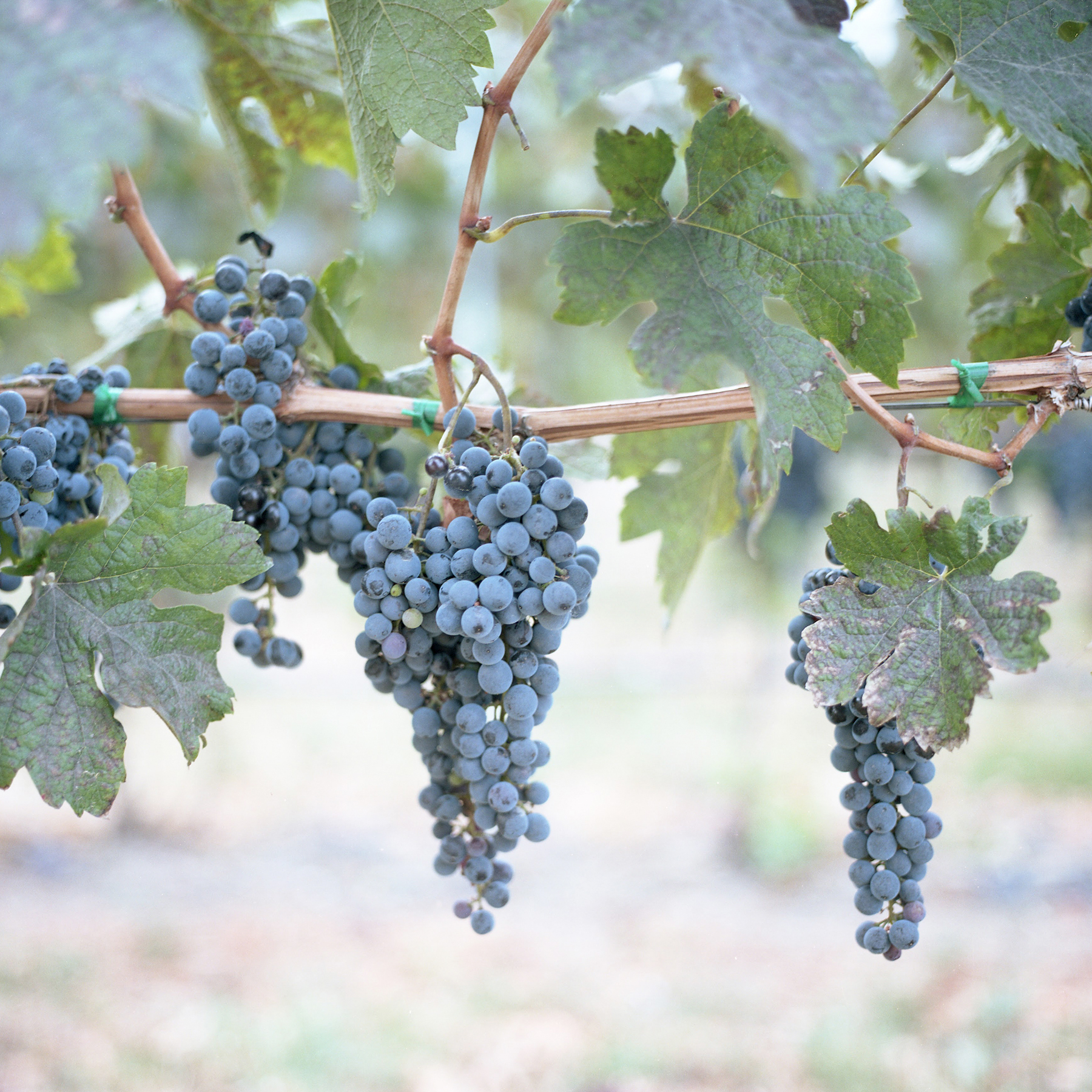 san francisco lifestyle photography - cindy loughridge