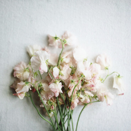 san francisco lifestyle photography - cindy loughridge